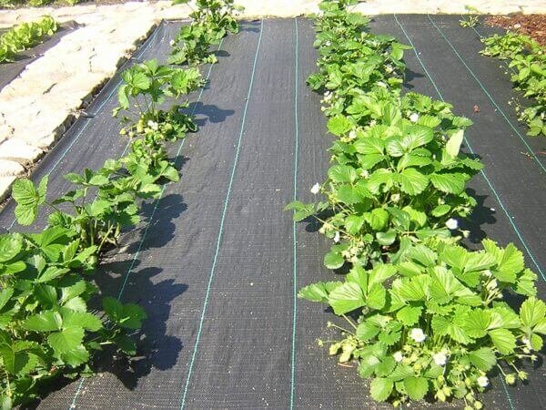 Agrotekstilė 90g.kv/m - 3,2 m x 100 metrų — juoda agrotekstile sodinimui