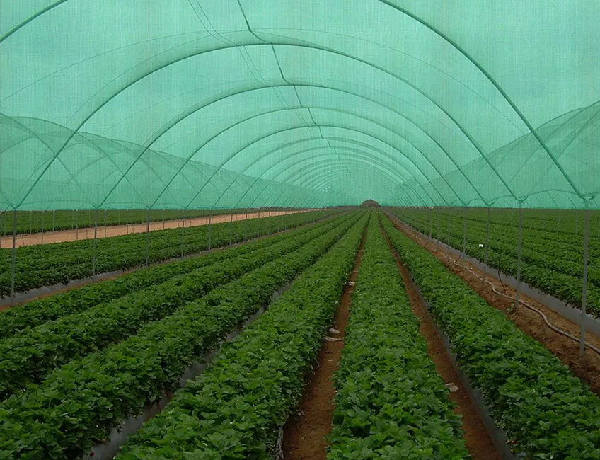 Tinklas nuo Saulės  3 x 80 m. - Image 3